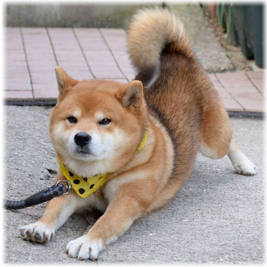Японская Собака Сиба Ину Фото