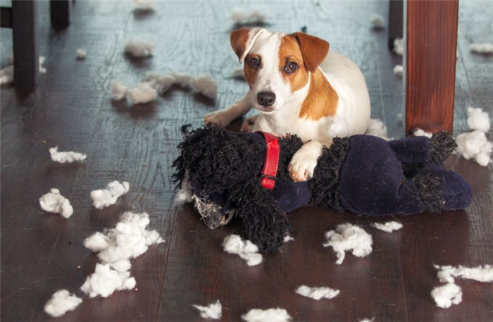 вопросы о безопасности игрушек для собак