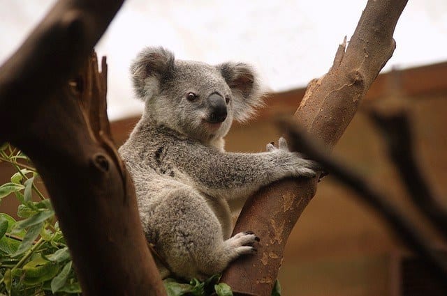 австралия-коала