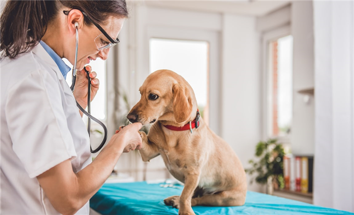 средняя стоимость посещения ветеринара для собаки