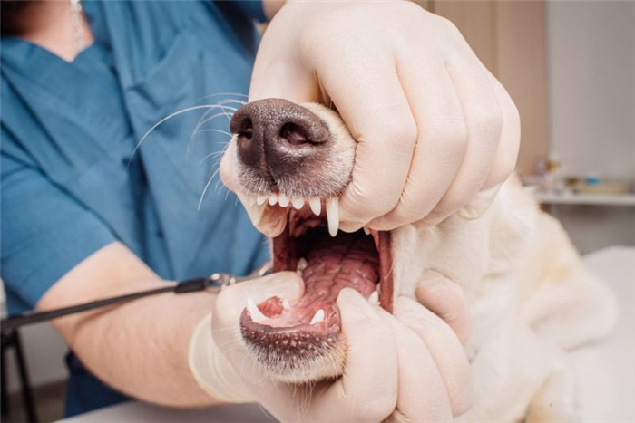 стоимость чистки зубов у собаки