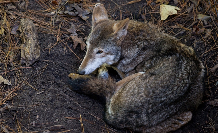 how-to-protect-dog-frot-coyotes