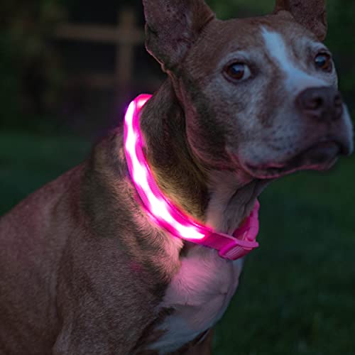 Ошейник для собак Blazin' Safety LED - USB перезаряжаемый с водостойким мигающим светом - маленький розовый