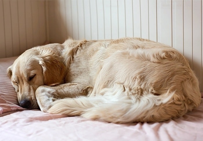 могут ли собаки ходить во сне