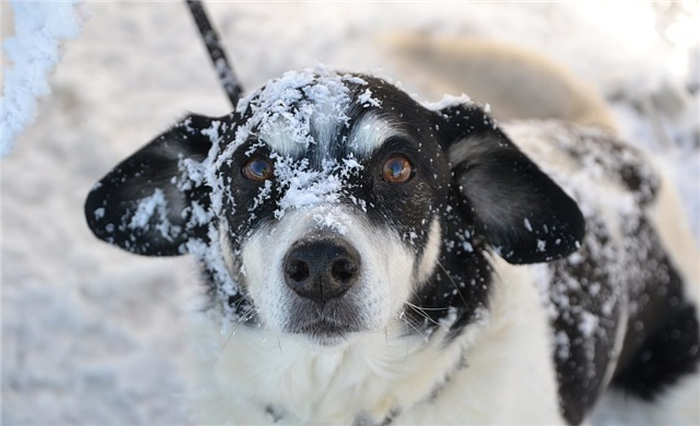короткошерстные собаки зима