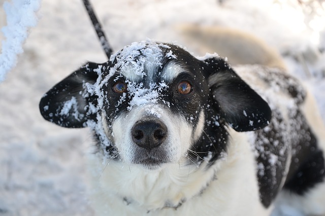 короткошерстные собаки зима
