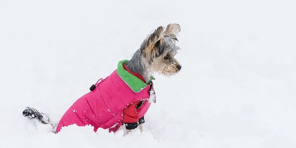 зимние куртки для собак