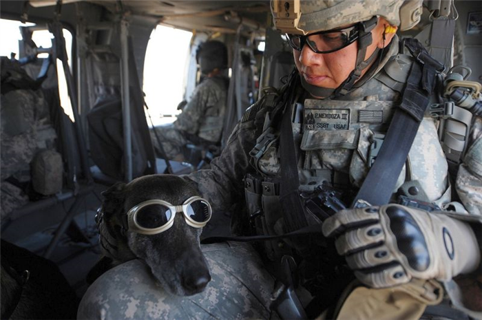 Альфа-дрессировка для военных собак