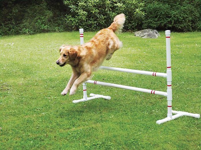 Прыжки в высоту для собак
