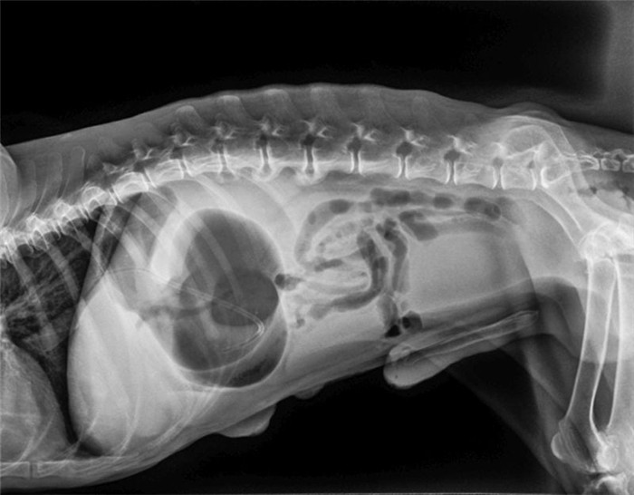 рентгеновский снимок собачьего вздутия