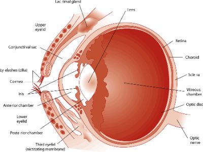 анатомия глаза собаки
