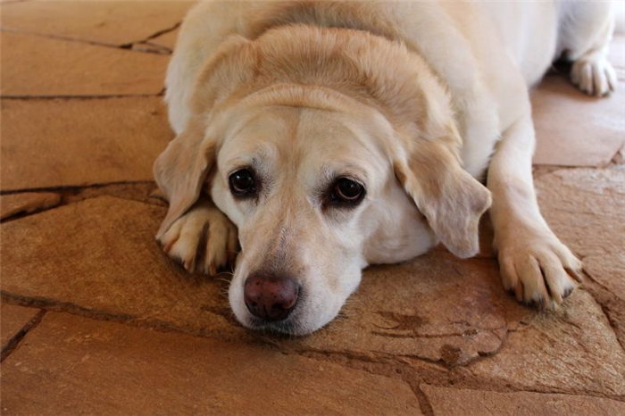 профилактика катаракты у собак