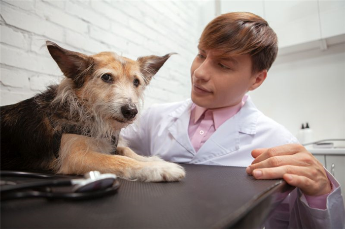 Почему собаки боятся ветеринара
