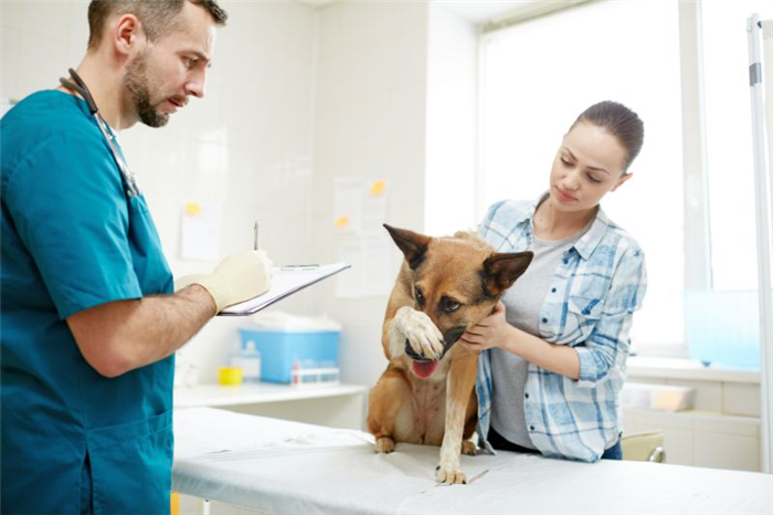 признаки беспокойства у собак при посещении ветеринара
