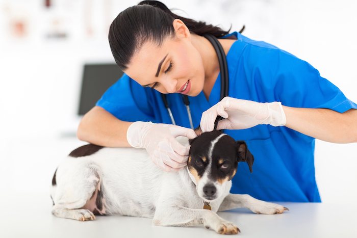 ветеринарное обслуживание щенков