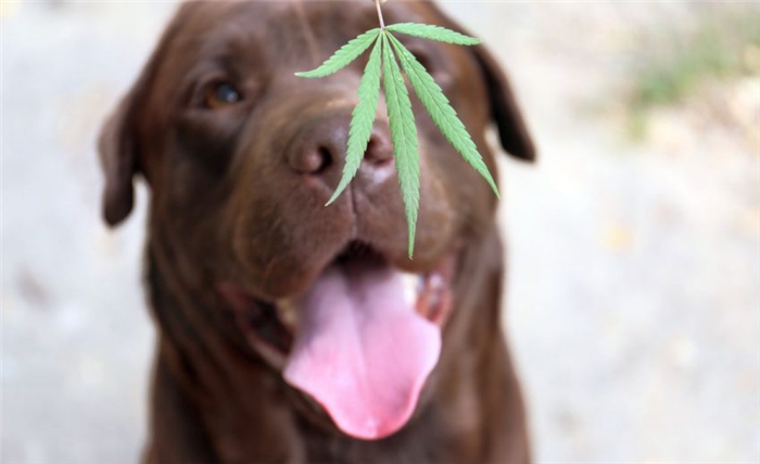 Собаки наслаждаются праздником 420