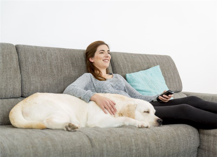 Просмотр телевизора для собак вместе с вашим питомцем