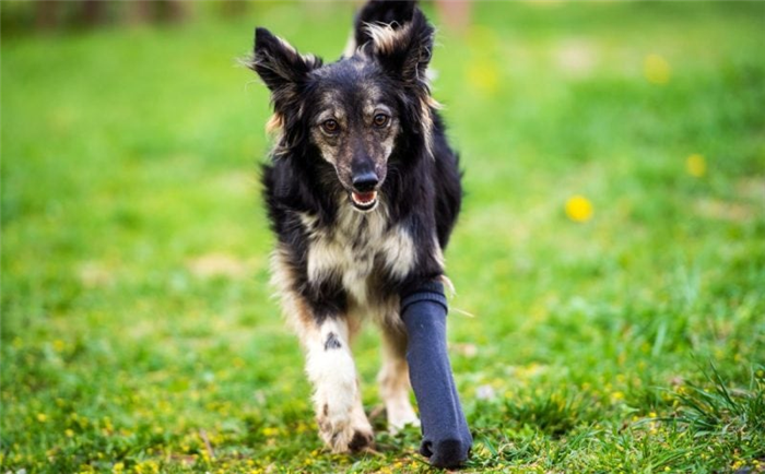 коленные бандажи для собак