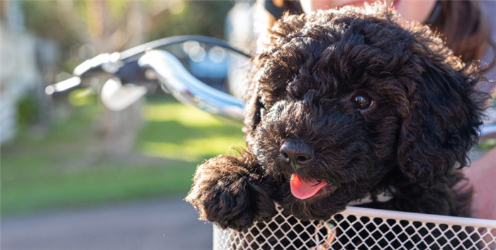 велосипедная корзина для собак