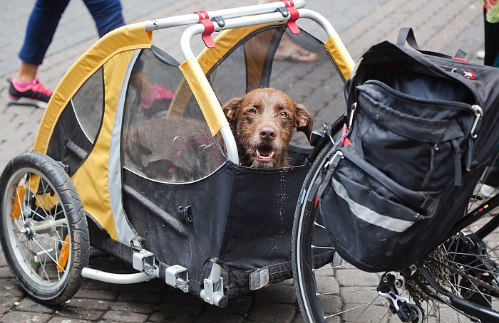 велосипед-корзина-для-собаки