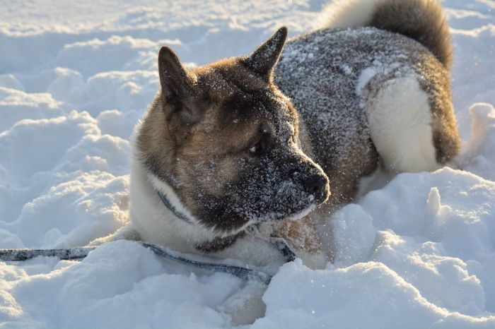 Собаки, любящие снег