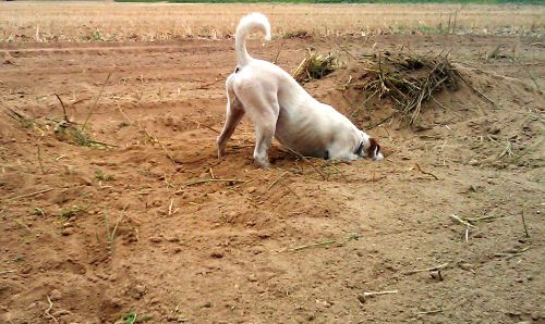 Собака подбирает с земли. Отучение собаки подбирать с земли способы. Собака ищет еду на улице. Собака не подбирает с земли фото.