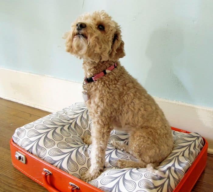 Кровать для собаки из чемодана