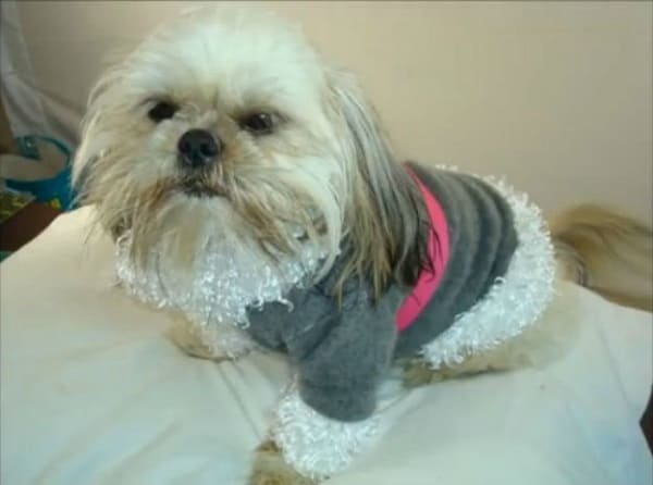 DIV Шикарный свитер для собак