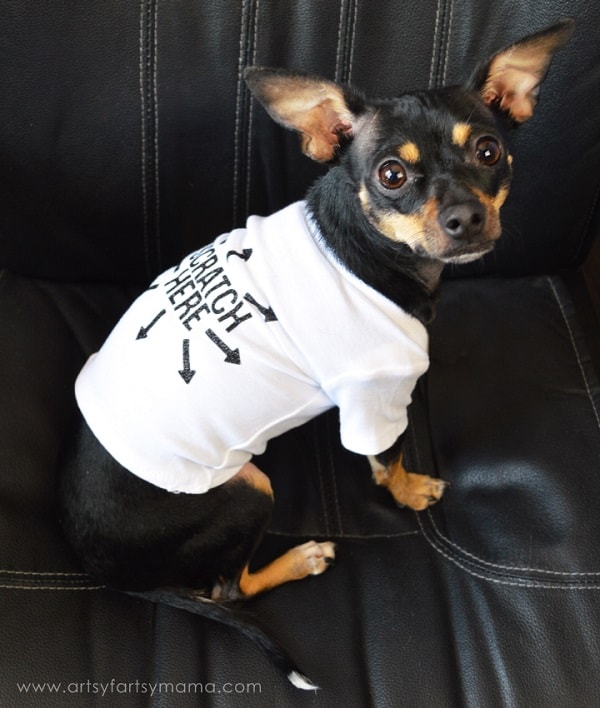 Отделка футболки для собак 