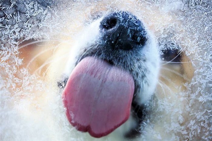 DIY замороженные лакомства для собак