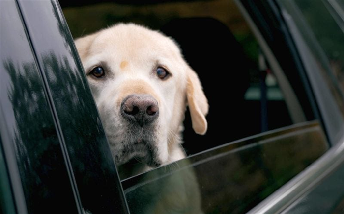 беспокойство собаки в машине