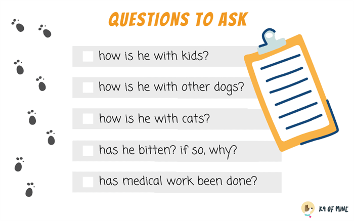 вопросы, которые нужно задать при усыновлении собаки