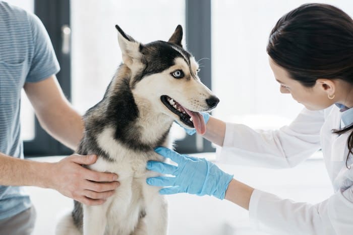 собака в ветеринарной конторе