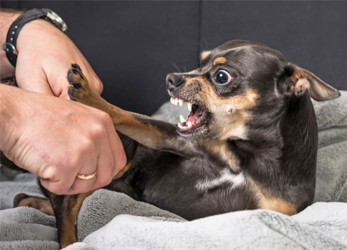 агрессия собак против укусов собак