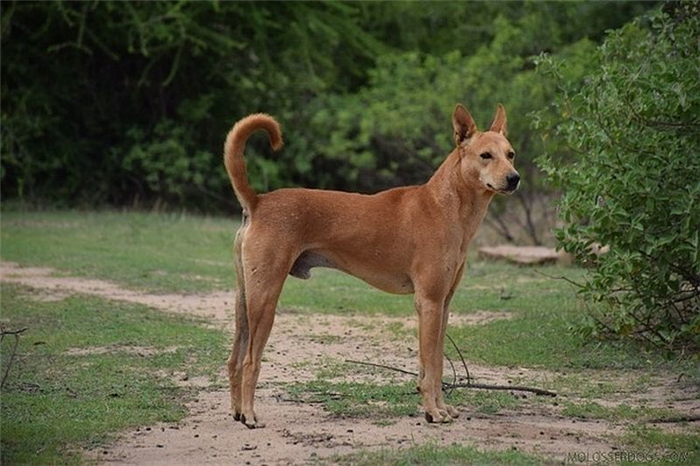 Собака Пандикона из Индии