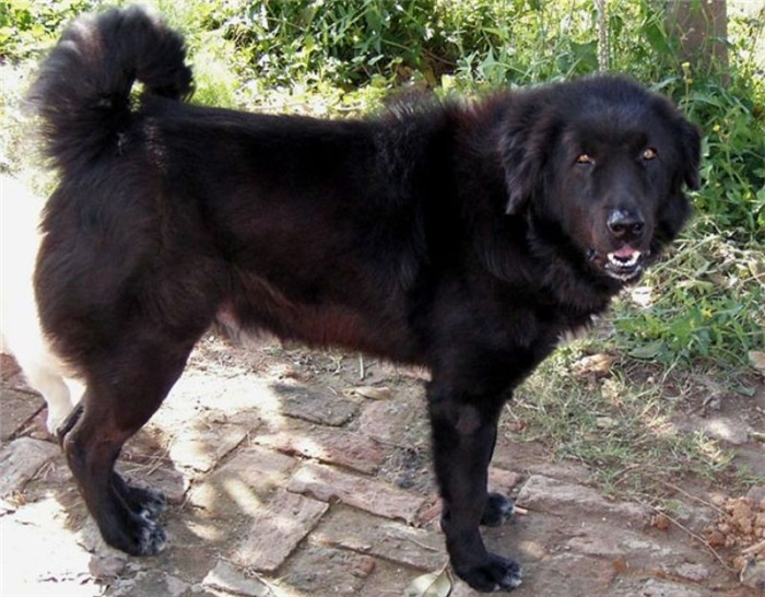 Собака Бахарвал родом из Индии.