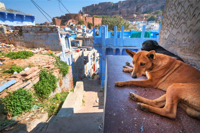 владение собаками в Индии