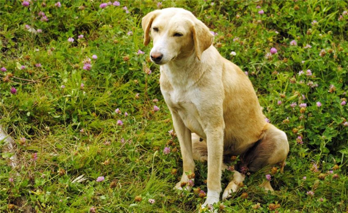 Комбайская собака из Индии