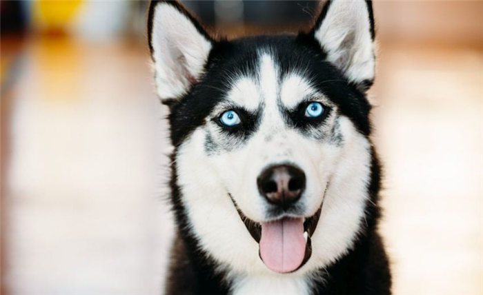 породы собак с голубыми глазами
