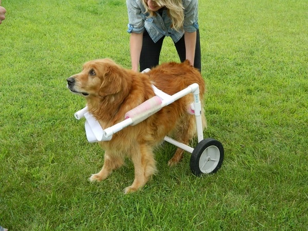 ПВХ DIY Кресло-коляска для собаки с собакой