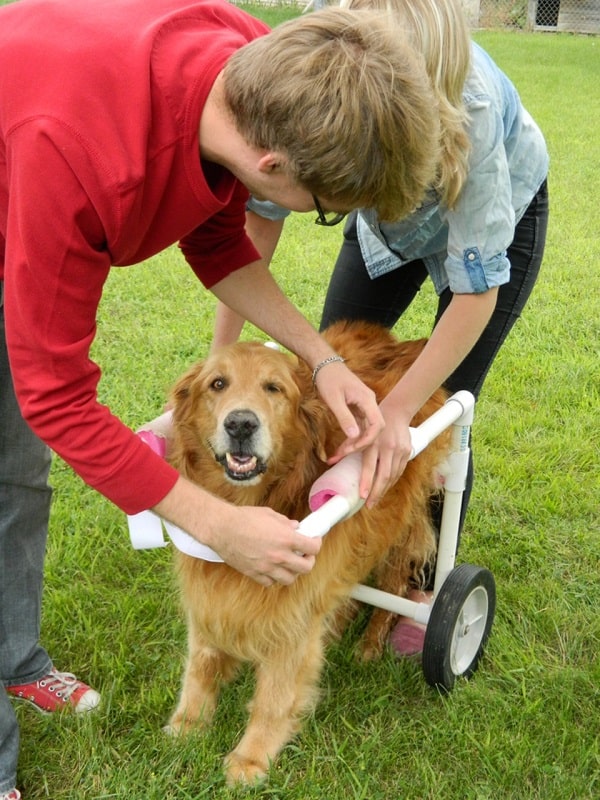 Инвалидная коляска для собак из ПВХ готова к работе