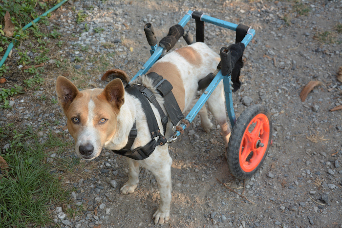Сделай сам инвалидные коляски для собак