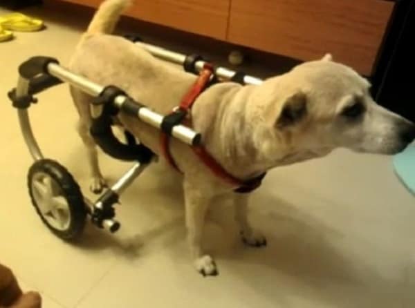 DIY алюминиевый собака инвалидная коляска с собакой
