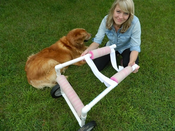 Инвалидная коляска для собак из ПВХ