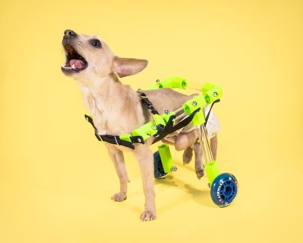 Сделай сам 3D напечатанная собачья инвалидная коляска с собакой