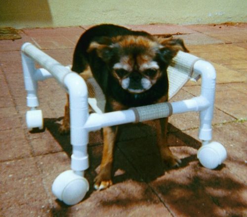 стропа для собачьей инвалидной коляски пвх