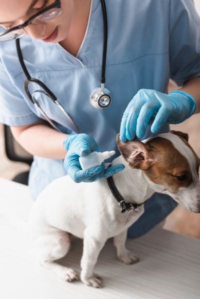лечение ушных клещей у собак