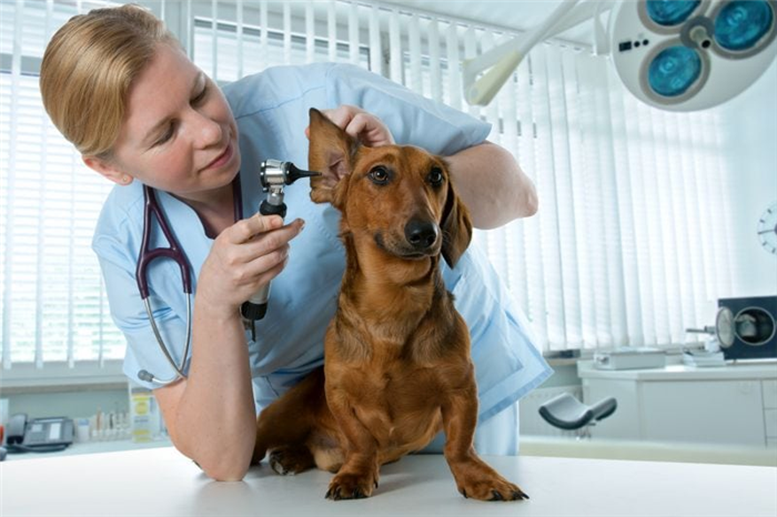 ветеринарная помощь при ушных клещах