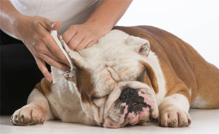 регулярно чистите уши вашей собаки