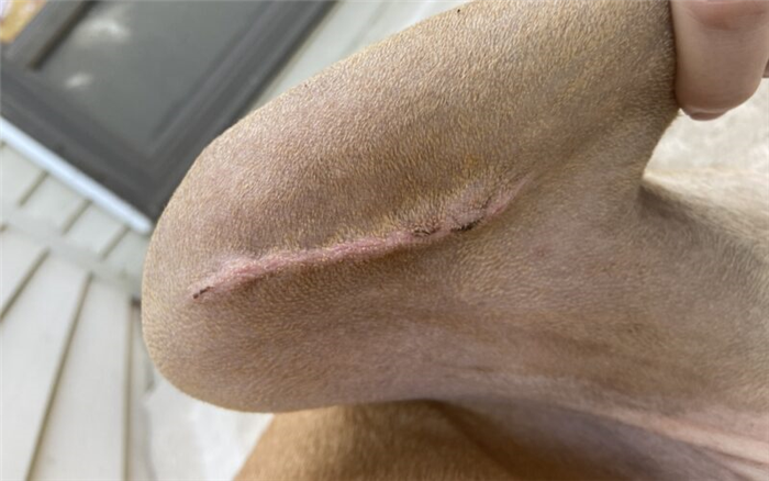 операция на акле у собаки раны одна неделя